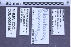 Etikette zu Dilobitarsus inopinus (Candèze, 1874) (NHMW-ZOO-COL-0008140)